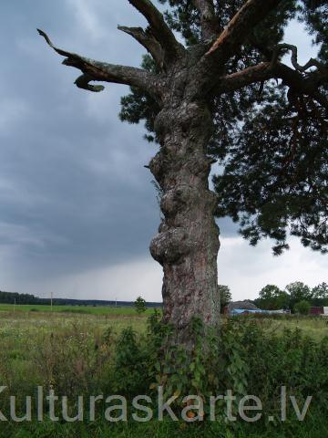 Kalnaābrantu Vilkaču priede. Foto J. Urtāns